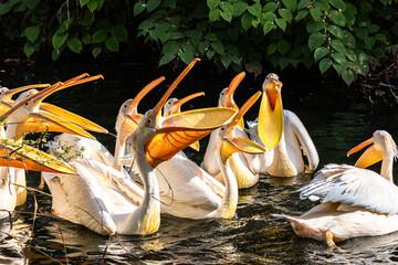 Great White Pelican, Pelecanus onocrotalus in a park