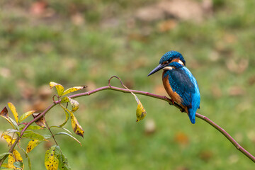 Common kingfisher, Alcedo atthis sitting on a beautiful branch above the river waiting for a fish