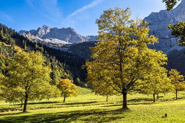 maple trees at Ahornboden, Karwendel mountains, Tyrol, Austria