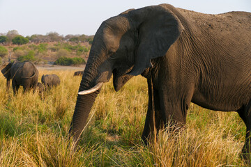 Obraz premium Elefant