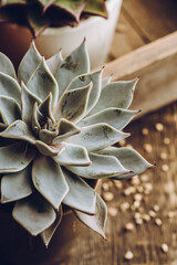 Succulent plants on the rustic background. Selective focus. Shallow depth of field.