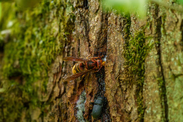 A close up of a hornet perched on a tree trunk in a natural setting