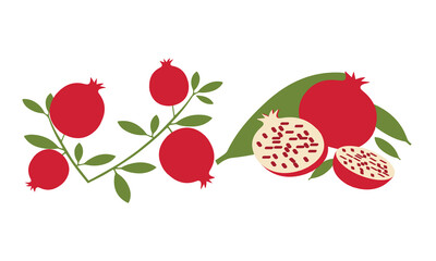 Pomegranate Vector And Illustration Collection. 