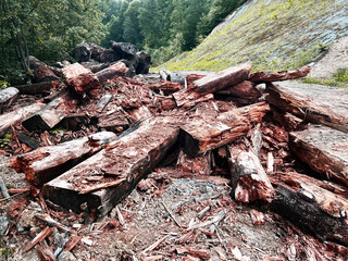 Decaying rotten wood in forest Dry logs and wood chips in natural environment