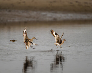 Willets chasing and fighting on the water