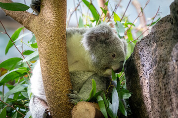 koala in tree © Benjamin