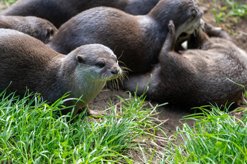 Otters together
