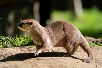 Otter at the zoo