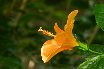 Blüten
