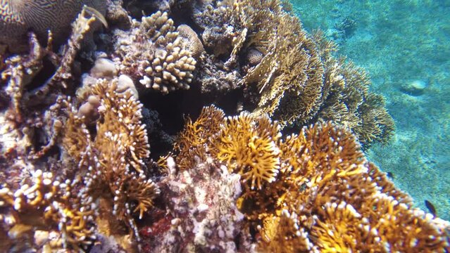 snorkeling adventures in Aqaba's coral reef, with yellow fire corals, featuring Whitetail Dascyllus or Dascyllus aruanus and Tang Sailfin surgeonfishes in their natural habitat of Red sea in Jordan