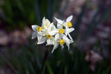 グランドモナーク　水仙