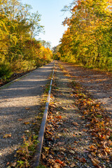 autumn in the forest