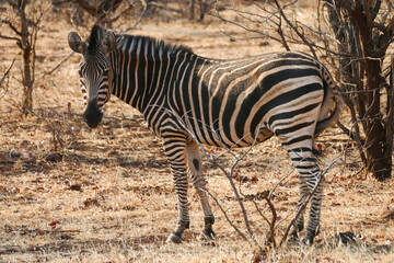 Zebra