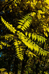 autumn in the forest