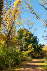 autumn in the forest
