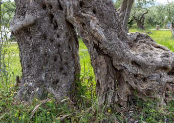 Knorriger, alter Olivenbaum in Montenegro