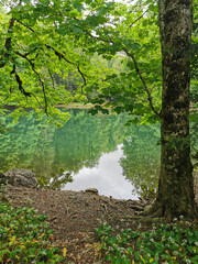 Montenego- Biogradska Nationalpark: See zwischen 300 Jahre alten B&auml;umen