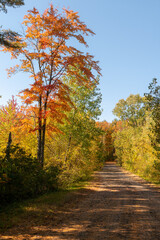 autumn in the forest