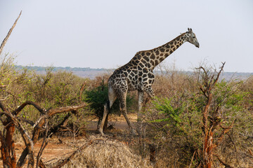 Giraffe