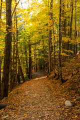 autumn in the forest
