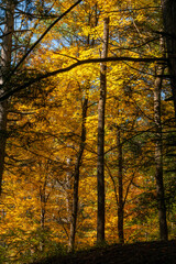 Trees in autumn 