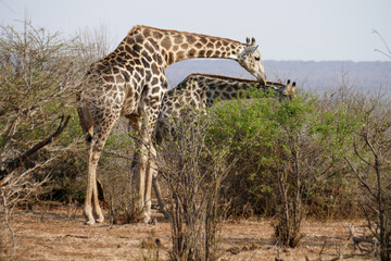 Giraffe