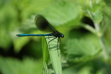 male banded demoiselle (Colopteryx splendens)