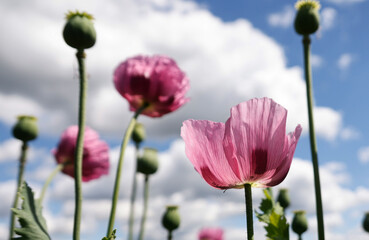 Obraz premium A field of purple poppies near Erlenbach and Weinsberg in the Heilbronn region, Baden-Wuerttemberg, Germany, Europe.