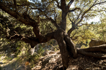 Huge centenary oak in the middle of the Mediterranean forest, Moratalla, Spain