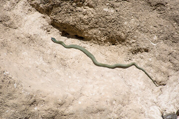 Wildlife in a forest pond filled with snakes, galapagos, frogs and turtles