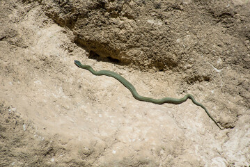 Wildlife in a forest pond filled with snakes, galapagos, frogs and turtles