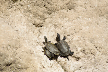 Wildlife in a forest pond filled with snakes, galapagos, frogs and turtles