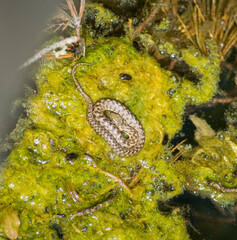 Wildlife in a forest pond filled with snakes, galapagos, frogs and turtles