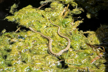 Wildlife in a forest pond filled with snakes, galapagos, frogs and turtles