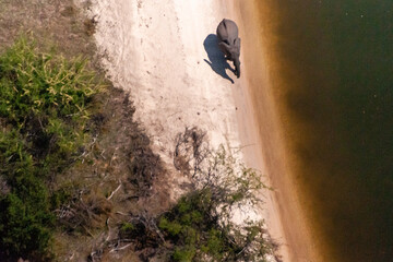 Telephoto of an african elephant -Loxodonta Africana- walking along the Zambezi river, as seen from a Helicopter. Victoria Falls Zimbabwe.
