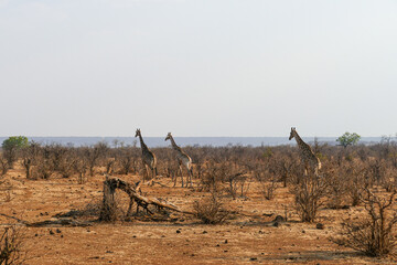 Giraffe