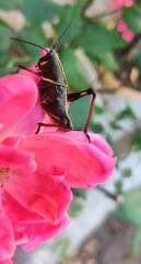 A yellow and black insect on a pink flower