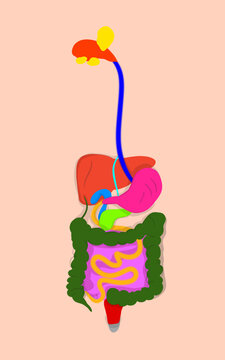 colorful image of organs in the human body, with a background of human skin color