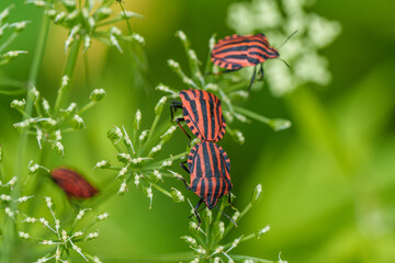 Two red and black striped insects on a plant close to each other