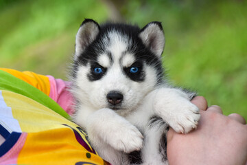 A woman holds a black and white husky puppy with blue eyes in her arms.