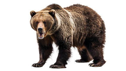 Fototapeta premium Ferocious Brown Grizzly Bear Growling on a Transparent Background, Isolated