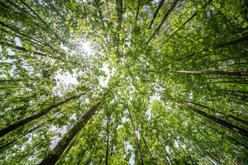 The view is of a tree trunk covered in lush green leaves
