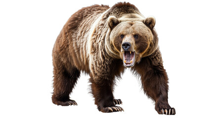 Ferocious Brown Grizzly Bear Roaring on a White Background, Isolated