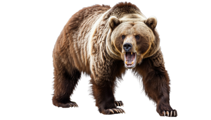 Ferocious Brown Grizzly Bear Roaring on a White Background, Isolated