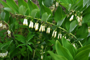 Obraz premium Polygonatum multiflorum blooms in the garden.