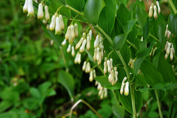 Polygonatum multiflorum blooms in the garden.
