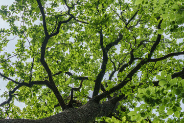 The view is of a tree trunk covered in lush green leaves