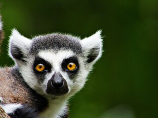 Lemur blickt in Kamera