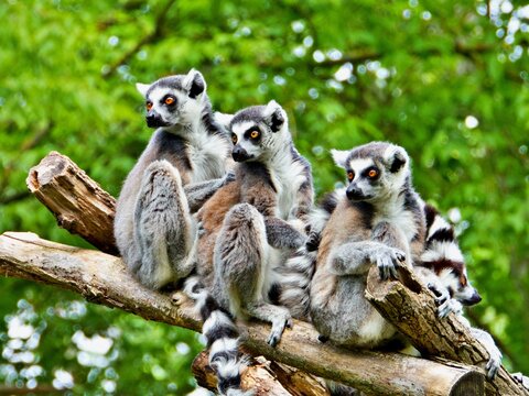 Lemuren auf Baumstamm