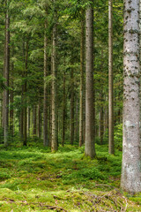 Forest full of trees and moss, forming a natural landscape